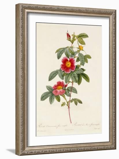 Rosa Cinnamomea Flore Simplici-Pierre-Joseph Redouté-Framed Giclee Print