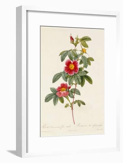 Rosa Cinnamomea Flore Simplici-Pierre-Joseph Redouté-Framed Giclee Print