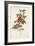 Rosa Cinnamomea Flore Simplici-Pierre-Joseph Redouté-Framed Giclee Print