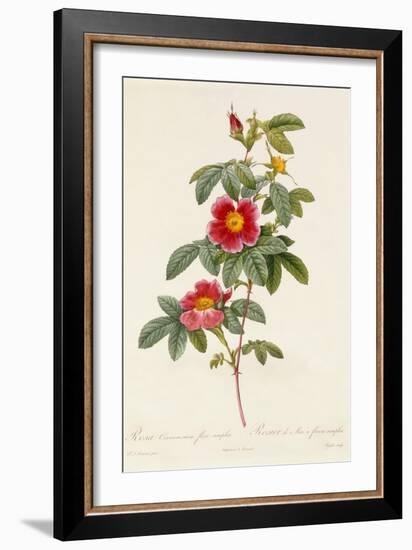 Rosa Cinnamomea Flore Simplici-Pierre-Joseph Redouté-Framed Giclee Print