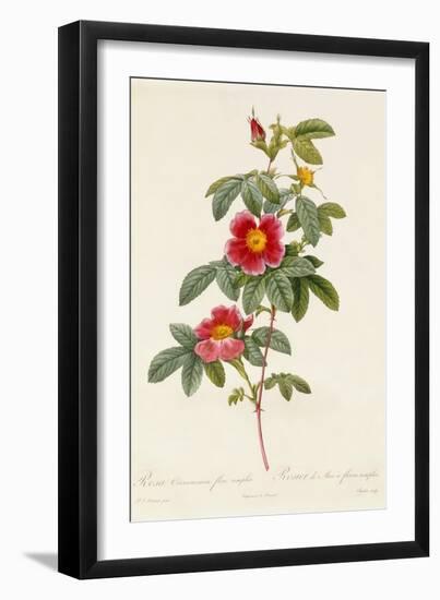 Rosa Cinnamomea Flore Simplici-Pierre-Joseph Redouté-Framed Giclee Print