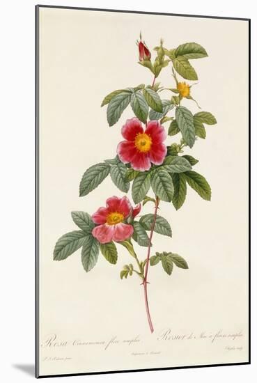 Rosa Cinnamomea Flore Simplici-Pierre-Joseph Redouté-Mounted Giclee Print