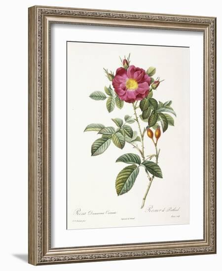 Rosa Damascena Coccina-Pierre-Joseph Redouté-Framed Giclee Print