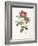 Rosa Damascena Coccina-Pierre-Joseph Redouté-Framed Giclee Print