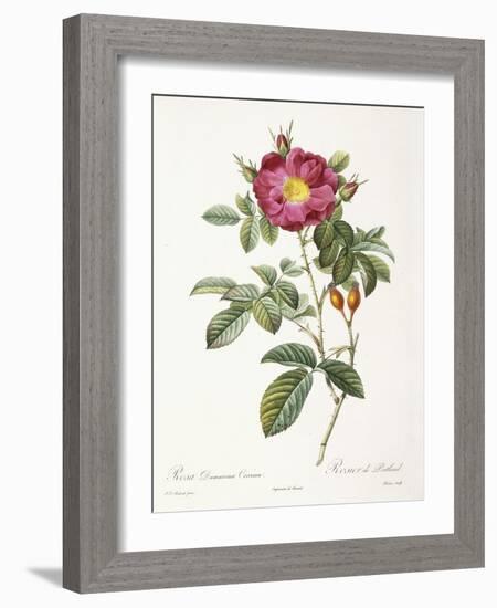 Rosa Damascena Coccina-Pierre-Joseph Redouté-Framed Giclee Print