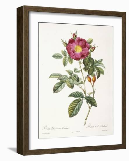 Rosa Damascena Coccina-Pierre-Joseph Redouté-Framed Giclee Print