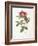 Rosa Damascena Coccina-Pierre-Joseph Redouté-Framed Giclee Print