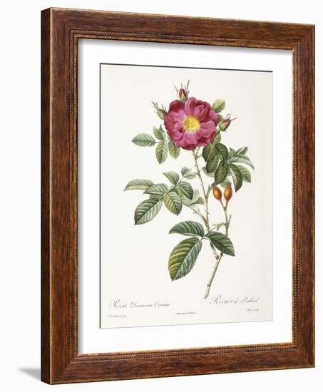 Rosa Damascena Coccina-Pierre-Joseph Redouté-Framed Giclee Print