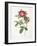 Rosa Damascena Coccina-Pierre-Joseph Redouté-Framed Giclee Print