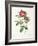 Rosa Damascena Coccina-Pierre-Joseph Redouté-Framed Giclee Print