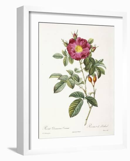 Rosa Damascena Coccina-Pierre-Joseph Redouté-Framed Giclee Print