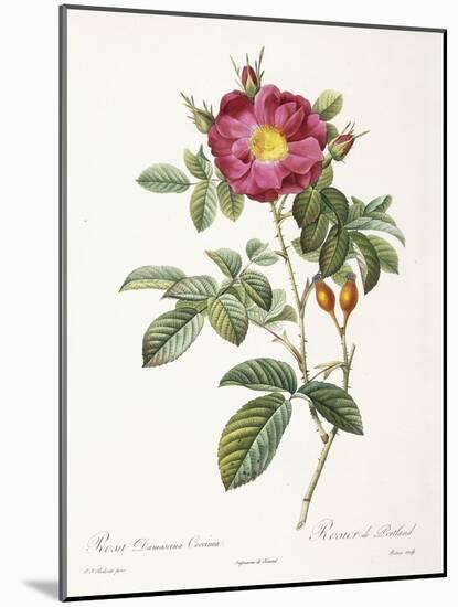 Rosa Damascena Coccina-Pierre-Joseph Redouté-Mounted Giclee Print