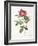 Rosa Damascena Coccina-Pierre-Joseph Redouté-Framed Giclee Print