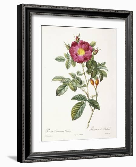 Rosa Damascena Coccina-Pierre-Joseph Redouté-Framed Giclee Print