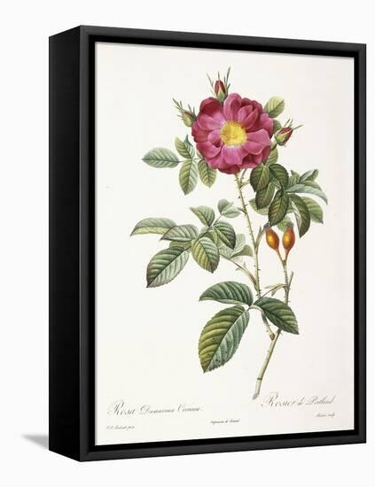 Rosa Damascena Coccina-Pierre-Joseph Redouté-Framed Premier Image Canvas