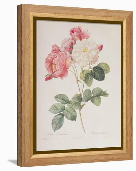 Rosa Damascena, from 'Les Roses', 1817-Pierre-Joseph Redouté-Framed Premier Image Canvas