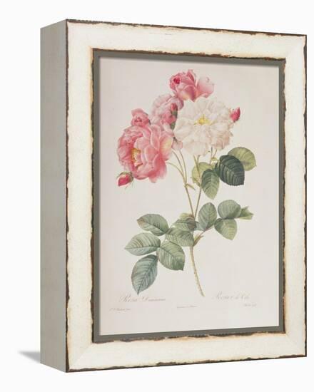 Rosa Damascena, from 'Les Roses', 1817-Pierre-Joseph Redouté-Framed Premier Image Canvas