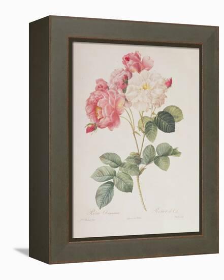 Rosa Damascena, from 'Les Roses', 1817-Pierre-Joseph Redouté-Framed Premier Image Canvas