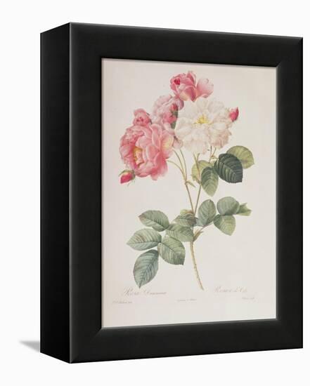 Rosa Damascena, from 'Les Roses', 1817-Pierre-Joseph Redouté-Framed Premier Image Canvas