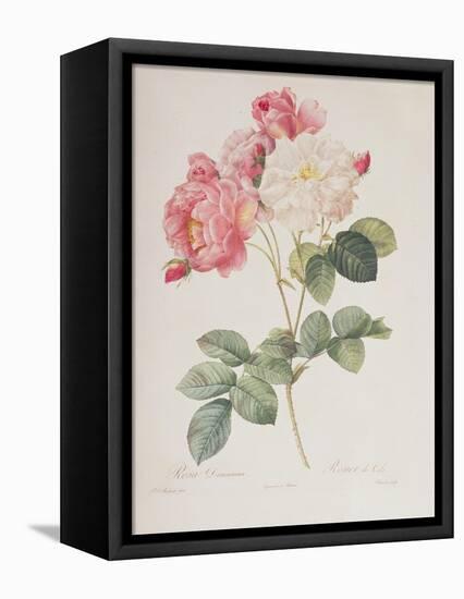 Rosa Damascena, from 'Les Roses', 1817-Pierre-Joseph Redouté-Framed Premier Image Canvas