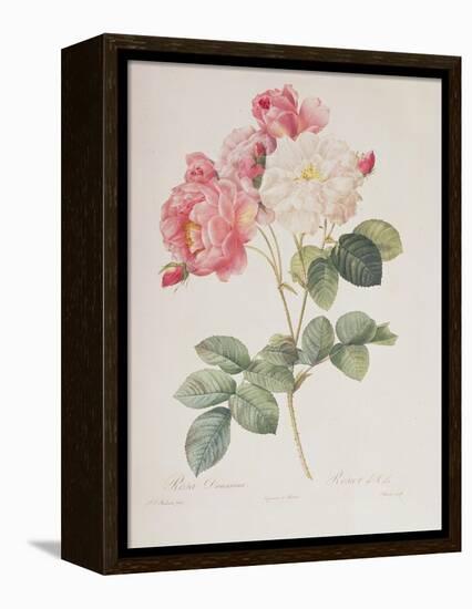 Rosa Damascena, from 'Les Roses', 1817-Pierre-Joseph Redouté-Framed Premier Image Canvas