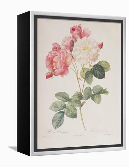 Rosa Damascena, from 'Les Roses', 1817-Pierre-Joseph Redouté-Framed Premier Image Canvas