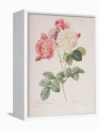Rosa Damascena, from 'Les Roses', 1817-Pierre-Joseph Redouté-Framed Premier Image Canvas
