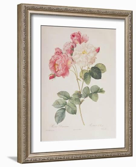 Rosa Damascena, from 'Les Roses', 1817-Pierre-Joseph Redouté-Framed Giclee Print