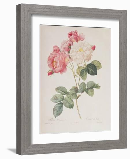 Rosa Damascena, from 'Les Roses', 1817-Pierre-Joseph Redouté-Framed Giclee Print