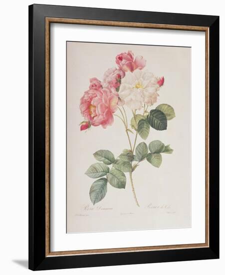 Rosa Damascena, from 'Les Roses', 1817-Pierre-Joseph Redouté-Framed Giclee Print