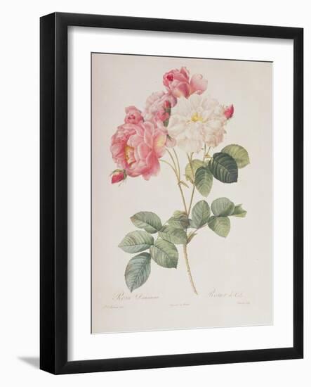 Rosa Damascena, from 'Les Roses', 1817-Pierre-Joseph Redouté-Framed Giclee Print