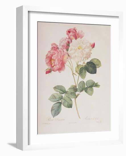 Rosa Damascena, from 'Les Roses', 1817-Pierre-Joseph Redouté-Framed Giclee Print