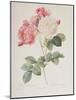 Rosa Damascena, from 'Les Roses', 1817-Pierre-Joseph Redouté-Mounted Giclee Print