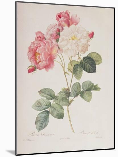 Rosa Damascena, from 'Les Roses', 1817-Pierre-Joseph Redouté-Mounted Giclee Print