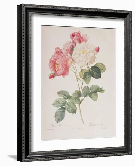 Rosa Damascena, from 'Les Roses', 1817-Pierre-Joseph Redouté-Framed Giclee Print