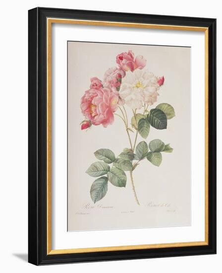 Rosa Damascena, from 'Les Roses', 1817-Pierre-Joseph Redouté-Framed Giclee Print