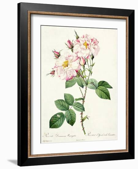 Rosa Damascena Variegata (York and Lancaster Rose), Engraved by Bessin, from 'Les Roses', 1817-24-Pierre-Joseph Redouté-Framed Giclee Print