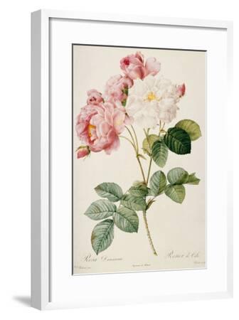 'Rosa Damascena' Giclee Print - Pierre-Joseph Redouté | Art.com