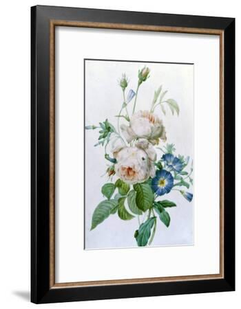 Rosa Damascena Giclee Print by Pierre-Joseph Redouté | Art.com