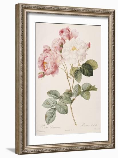 Rosa Damascena-Pierre-Joseph Redouté-Framed Giclee Print