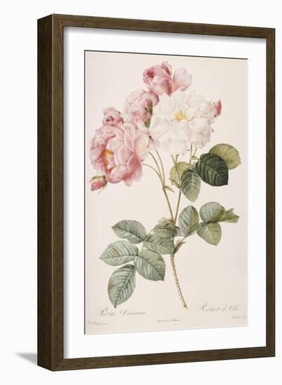 Rosa Damascena-Pierre-Joseph Redouté-Framed Giclee Print