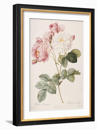 Rosa Damascena-Pierre-Joseph Redouté-Framed Giclee Print