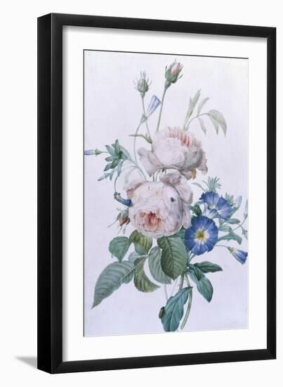 Rosa Damascena-Pierre-Joseph Redouté-Framed Giclee Print