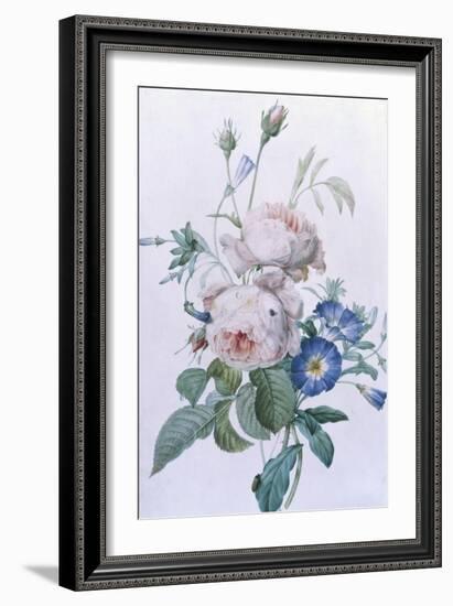 Rosa Damascena-Pierre-Joseph Redouté-Framed Giclee Print