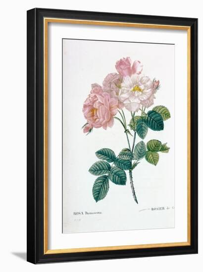 Rosa Demascena-Pierre-Joseph Redouté-Framed Giclee Print