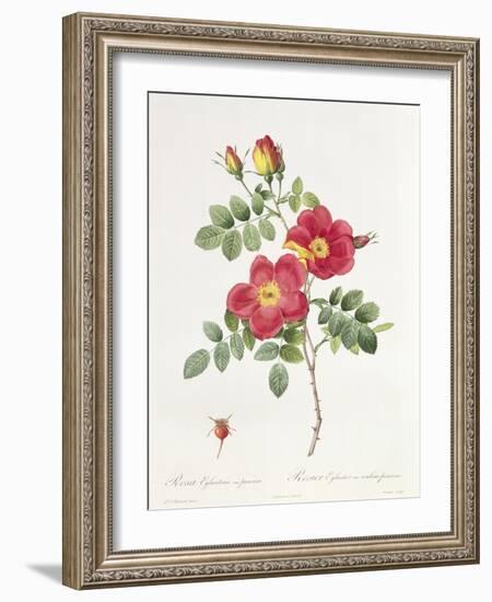 Rosa Eglantera Punicea-Pierre-Joseph Redouté-Framed Giclee Print