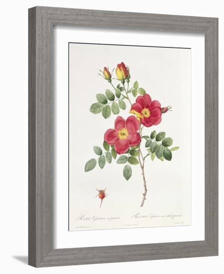 Rosa Eglantera Punicea-Pierre-Joseph Redouté-Framed Giclee Print