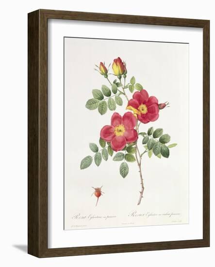 Rosa Eglantera Punicea-Pierre-Joseph Redouté-Framed Giclee Print