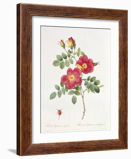 Rosa Eglantera Punicea-Pierre-Joseph Redouté-Framed Giclee Print