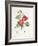 Rosa Eglantera Punicea-Pierre-Joseph Redouté-Framed Giclee Print